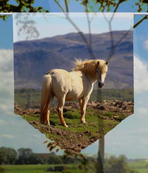 Islandpferd, Scheibenhänger spitz